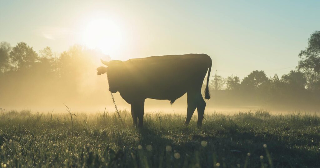 Foto sobre tauromaquia